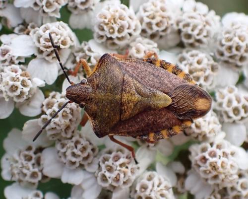 Réf. 293 332 : Carpocoris purpureipennis